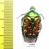 Protaetia splendidula  Iran, Lorestan prov. - INSECTS-STORE.RU