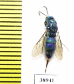 Chrysididae sp.  Russia, Tver reg. - INSECTS-STORE.RU