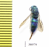 Chrysididae sp.  Russia, Tver reg. - INSECTS-STORE.RU