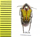 Leucocelis sp.  South Africa Rep. - INSECTS-STORE.RU