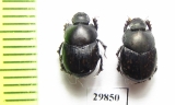 Onthophagus afghanus  Tajikistan - INSECTS-STORE.RU