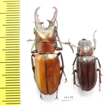 Cyclommatus asahinae, pair  Taiwan  35mm - INSECTS-STORE.RU