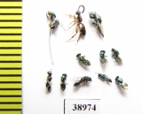 Ichneumonoidea sp.  Russia, Tver reg. - INSECTS-STORE.RU