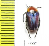 Leucocelis sp.  South Africa Rep. - INSECTS-STORE.RU