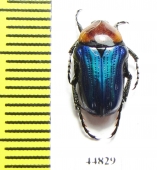 Leucocelis sp.  South Africa Rep. - INSECTS-STORE.RU