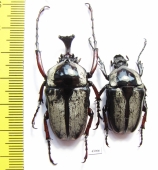 Herculaisia melaleuca, pair  Vietnam - INSECTS-STORE.RU