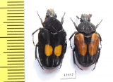Taeniodera fenestrata, pair  Indonesia, Kalimantan - INSECTS-STORE.RU