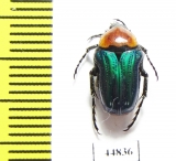 Leucocelis sp.  South Africa Rep. - INSECTS-STORE.RU