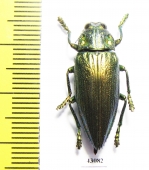 Chrysodema laevipennis  Indonesia, Seram isl. - INSECTS-STORE.RU