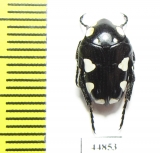 Mausoleopsis amabilis  South Africa Rep. - INSECTS-STORE.RU