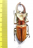 Cyclommatus zuberi  Philippines  41mm - INSECTS-STORE.RU