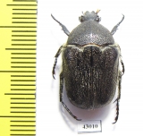 Metallesthes metallescens  Australia - INSECTS-STORE.RU