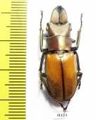 Cyclommatus montanellus  Malaysia, Borneo  34mm - INSECTS-STORE.RU