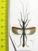 Orthomeria versicolor, male  Indonesia, Kalimantan - INSECTS-STORE.RU