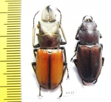 Cyclommatus montanellus, pair  Malaysia, Borneo  33mm - INSECTS-STORE.RU