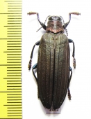 Demochroa lacordairei  Indonesia, Buru isl. - INSECTS-STORE.RU