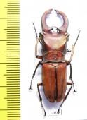 Cyclommatus zuberi  Philippines  41mm - INSECTS-STORE.RU