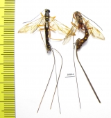Ichneumonoidea sp.  Russia, Tver reg. - INSECTS-STORE.RU