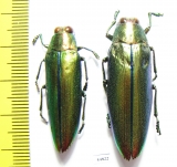 Chrysochroa aurora, pair  Indonesia, Sulawesi isl. - INSECTS-STORE.RU