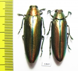 Chrysochroa aurora, pair  Indonesia, Sulawesi isl. - INSECTS-STORE.RU