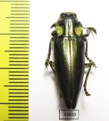 Cyphogastra lansbergei  Indonesia, Adonara isl. - INSECTS-STORE.RU