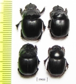 Dichotomius sp., pair  Peru - INSECTS-STORE.RU