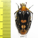 Coilodera penicillata  Laos - INSECTS-STORE.RU