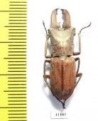 Cyclommatus canaliculatus consanguineus  Malaysia, Borneo  28mm - INSECTS-STORE.RU