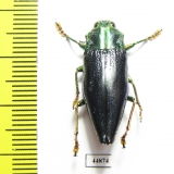 Cyphogastra staudingeri  Indonesia, Damar isl. - INSECTS-STORE.RU