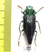 Cyphogastra staudingeri  Indonesia, Damar isl. - INSECTS-STORE.RU