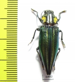 Cyphogastra venerea  Indonesia, Aru isl. - INSECTS-STORE.RU