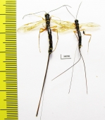 Ichneumonoidea sp.  Russia, Tver reg. - INSECTS-STORE.RU