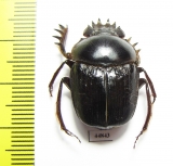 Scarabaeus sp.  South Africa Rep. - INSECTS-STORE.RU