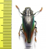 Cyphogastra rolleyi  Indonesia, Moa isl. - INSECTS-STORE.RU