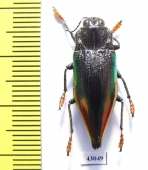 Cyphogastra rolleyi  Indonesia, Moa isl. - INSECTS-STORE.RU