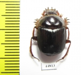 Scarabaeus sp.  South Africa Rep. - INSECTS-STORE.RU