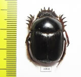 Scarabaeus sp.  South Africa Rep. - INSECTS-STORE.RU