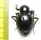 Psammodes sp.  South Africa Rep. - INSECTS-STORE.RU