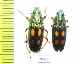 Helota vigorsi  Indonesia, Java - INSECTS-STORE.RU