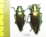 Chrysodema smaragdula  Indonesia, Seram isl. - INSECTS-STORE.RU