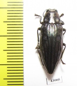 Chrysodema smaragdula  Indonesia, Seram isl. - INSECTS-STORE.RU