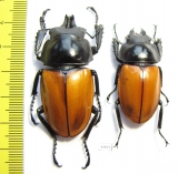 Neolucanus nitidus robustus, pair  Vietnam 48mm - INSECTS-STORE.RU