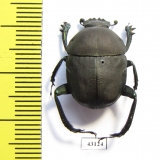 Garreta malleolus  Tanzania  - INSECTS-STORE.RU