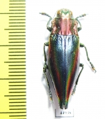 Cyphogastra javanica  Indonesia, Kei isl. - INSECTS-STORE.RU