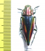 Cyphogastra javanica  Indonesia, Kei isl. - INSECTS-STORE.RU