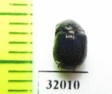 Ceratocanthinae sp.  Peru - INSECTS-STORE.RU