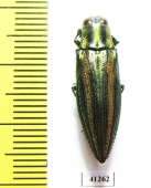 Iridotaenia tonkinea  Thailand - INSECTS-STORE.RU