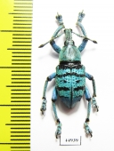 Eupholus geoffroyi  Indonesia, Papua - INSECTS-STORE.RU