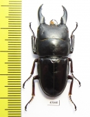 Dorcus detanii  Indonesia, Taliabu isl.  41mm - INSECTS-STORE.RU