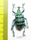 Eupholus schoenherri  Indonesia, Papua - INSECTS-STORE.RU